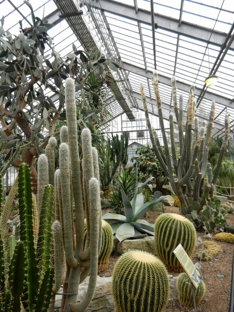 serre des cactus  Jardin Botanique Montréal