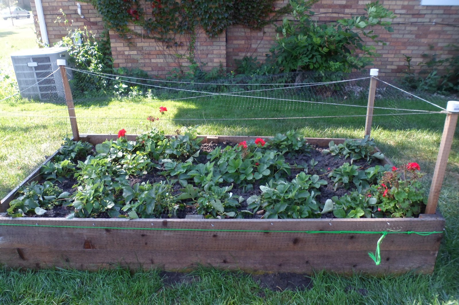 The Perennial Agriculturalist strawberries, stolons, and