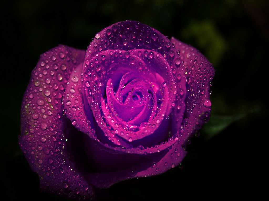 Flower Photos Rose in rain