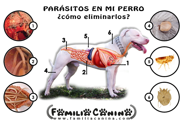 COMO ALIVIAR LAS LOMBRICES EN PERROS. ~ celeste