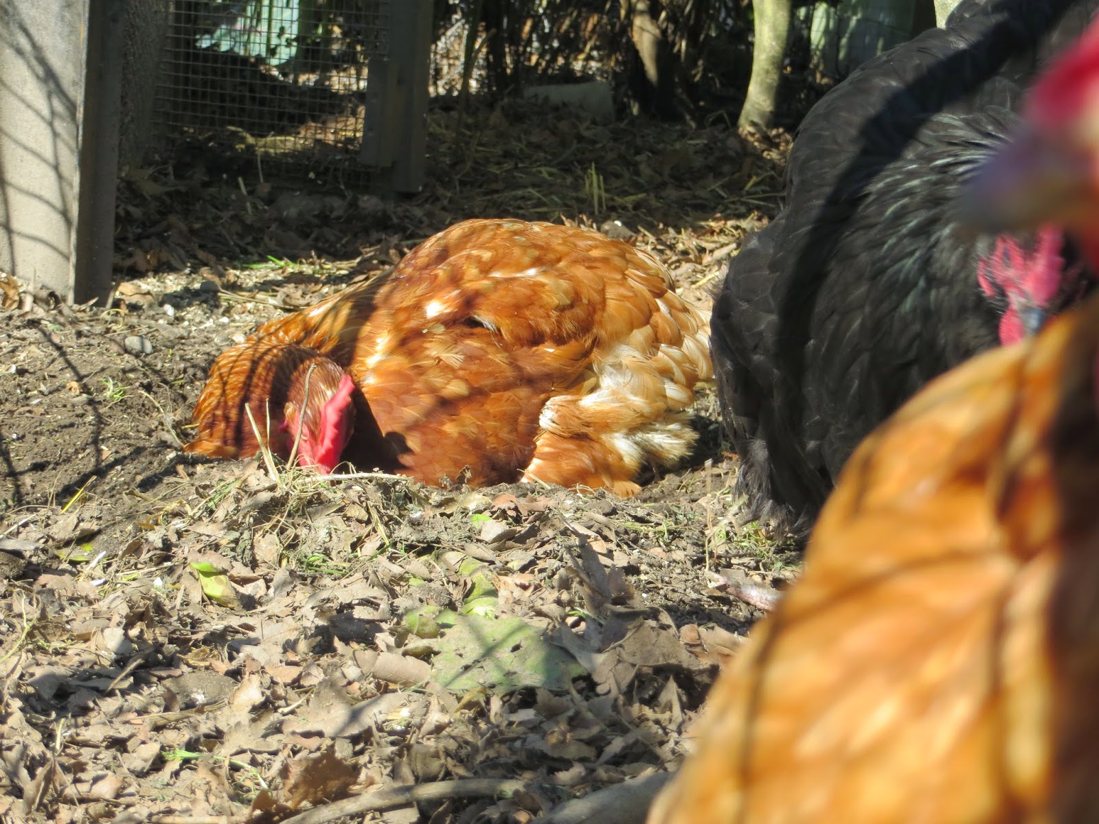 Keeping Chickens NZ: September 2014