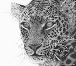 realistic animal drawing leopard hyper drawings animals maasai pencil wildlife bing african colour
