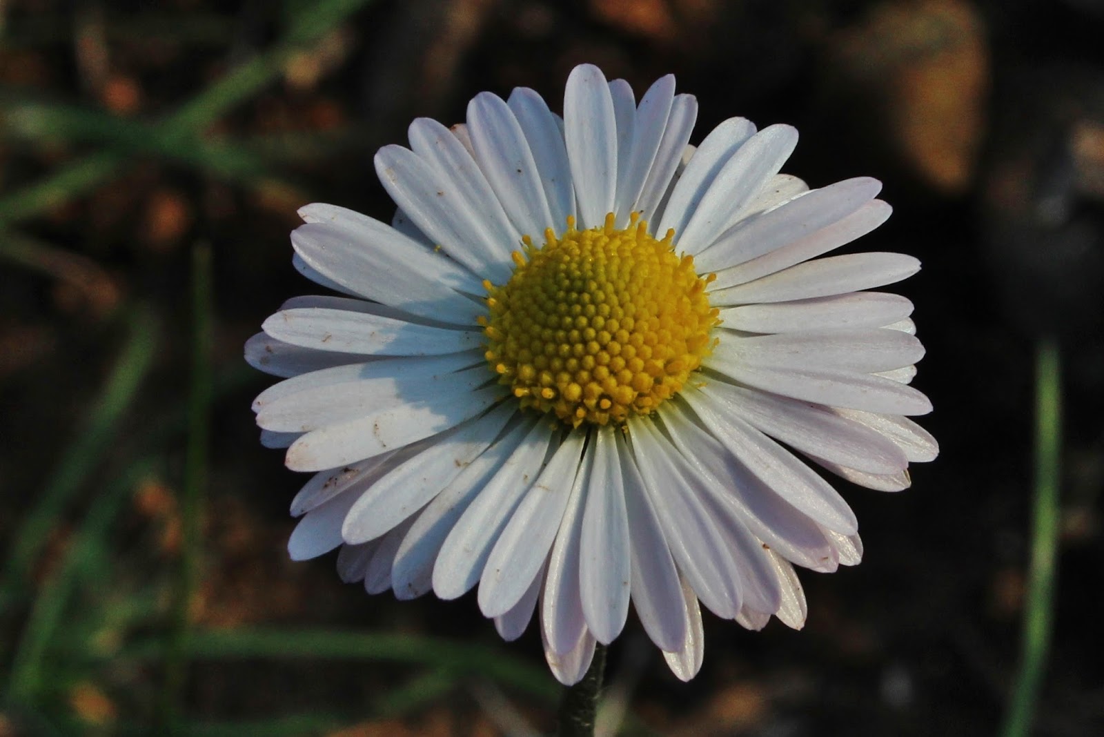 Biodiversity of Cyprus by NGO Protection of the Natural Heritage and