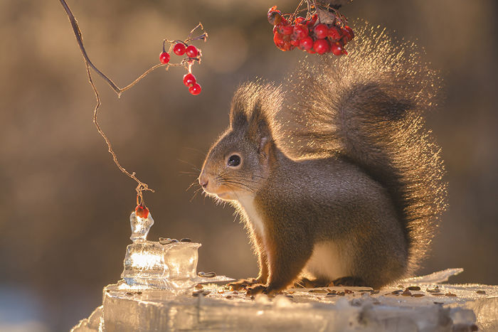 Photographer Captured Squirrels Every Day For Six Years And Here Are The Incredible Results