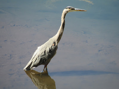 great blue heron lake siskiyou mt shasta california