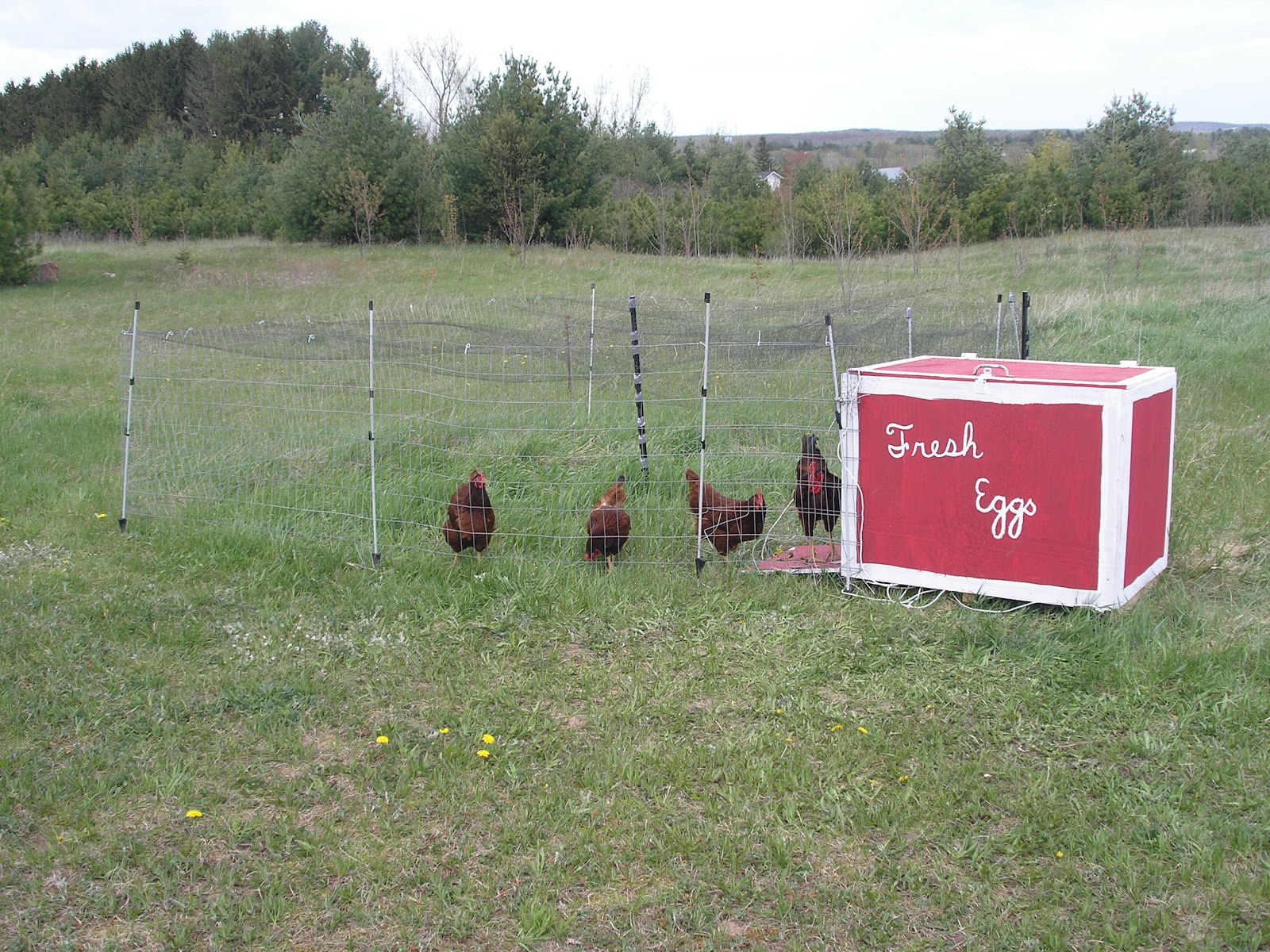 The Cheerful Agrarian Simple, Light Chicken Tractors