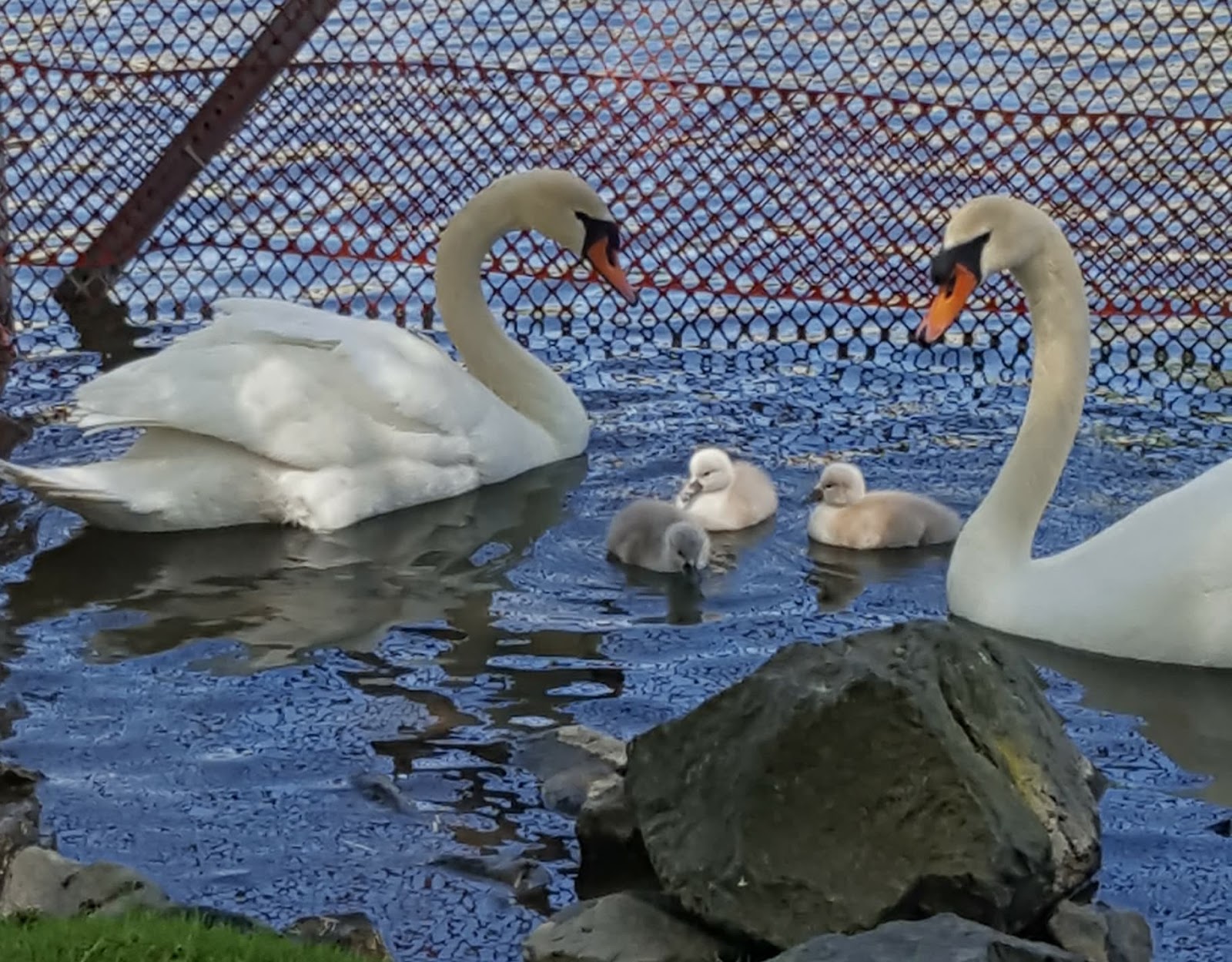 Hatch at Bubeck Park in Schuylkill Haven