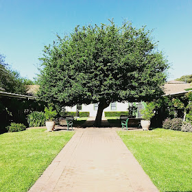 Large tree in the middle of a path through a courtyard