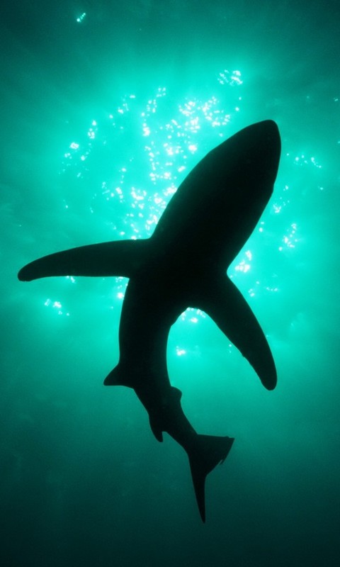 Shark Cell Phone Wallpaper | 480-800 HD Wallpapers