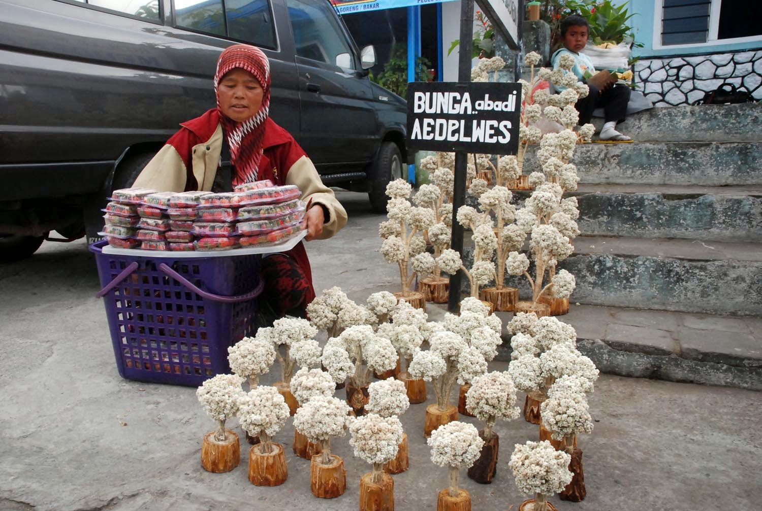 Toko Bunga Solo Citra Florist 081938002028 Mengenal Bunga Edelweis Dari Indonesia