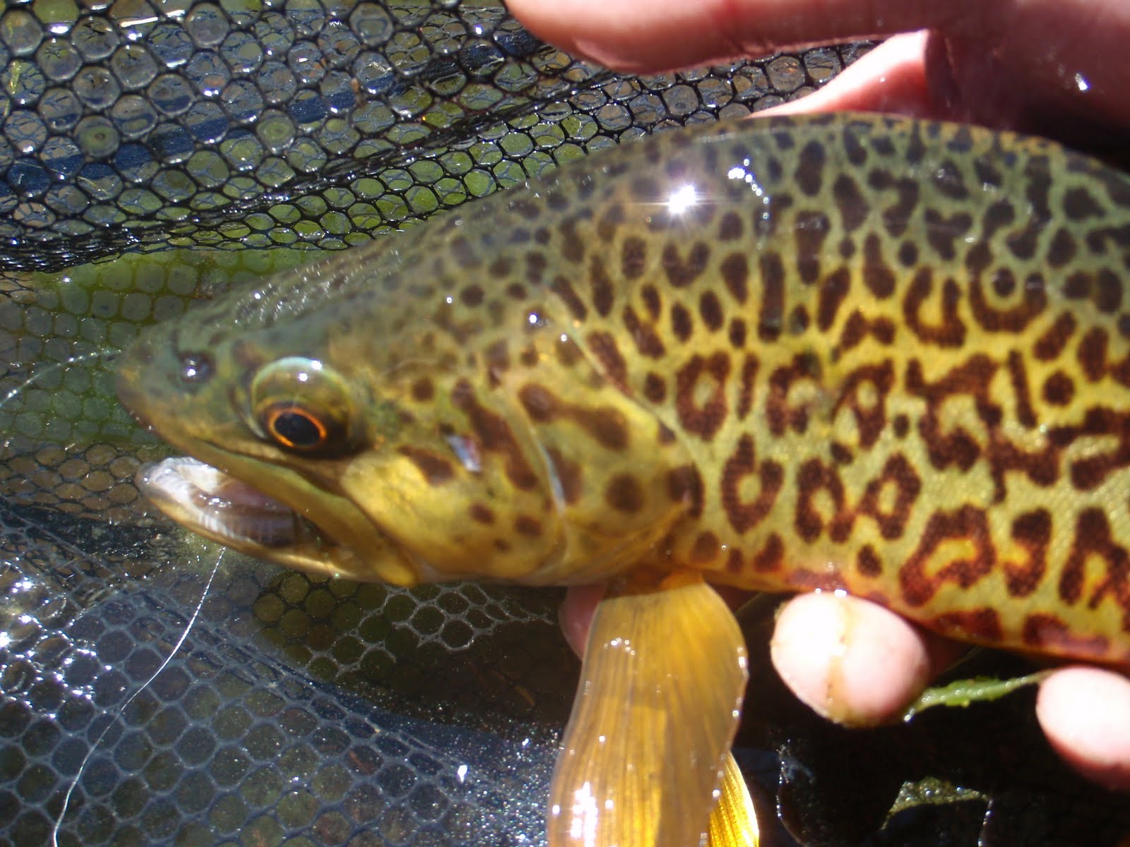 Southern Utah Fly Fishing ,Quiet Fly Fisher Guide Service & Fly Shop SOUTHERN UTAH FLY FISHING