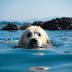 Γιατί οι σκύλοι αγαπούν το νερό;....