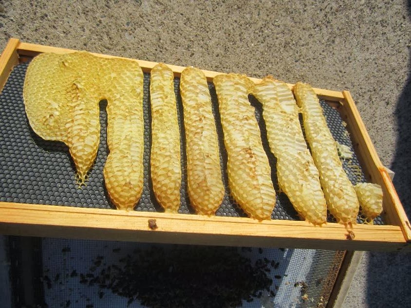 Simply Resourceful Cleaning Up Bee Frames