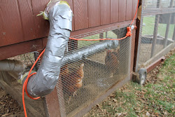 chicken coop winter suburban preparing preventing solar freezing enclosure heat simple lamp chickens simplesuburbanliving water inside warm