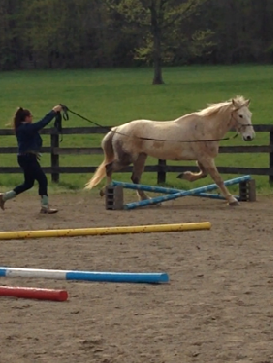 Kat lunging Mustang