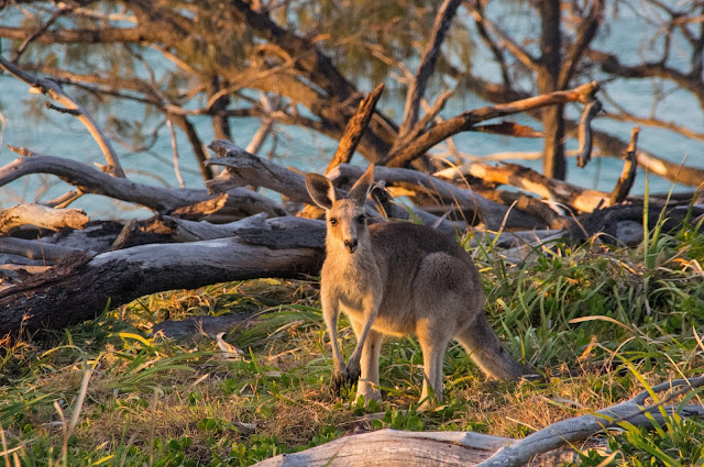 Kangaroos on North Gorge Walk Stradbroke Island Kangaroos on North Gorge Walk Stradbroke Island
