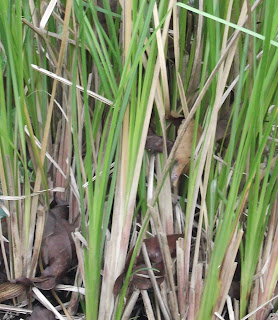  Tanaman akar wangi ialah flora rumput yg sering kita jumpai disekitar kita Manfaat & Khasiat Tanaman Akar Wangi (Vetiveria Zizanioides L. Nash)