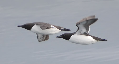 I'm Curious Too: Why Don't Penguins Fly?