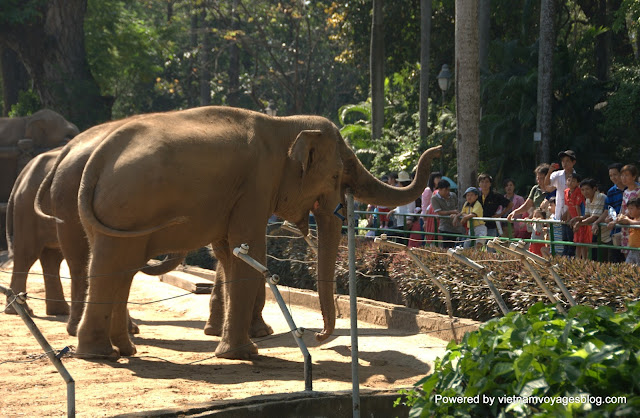 Saigon Zoo - Photo by An Bui