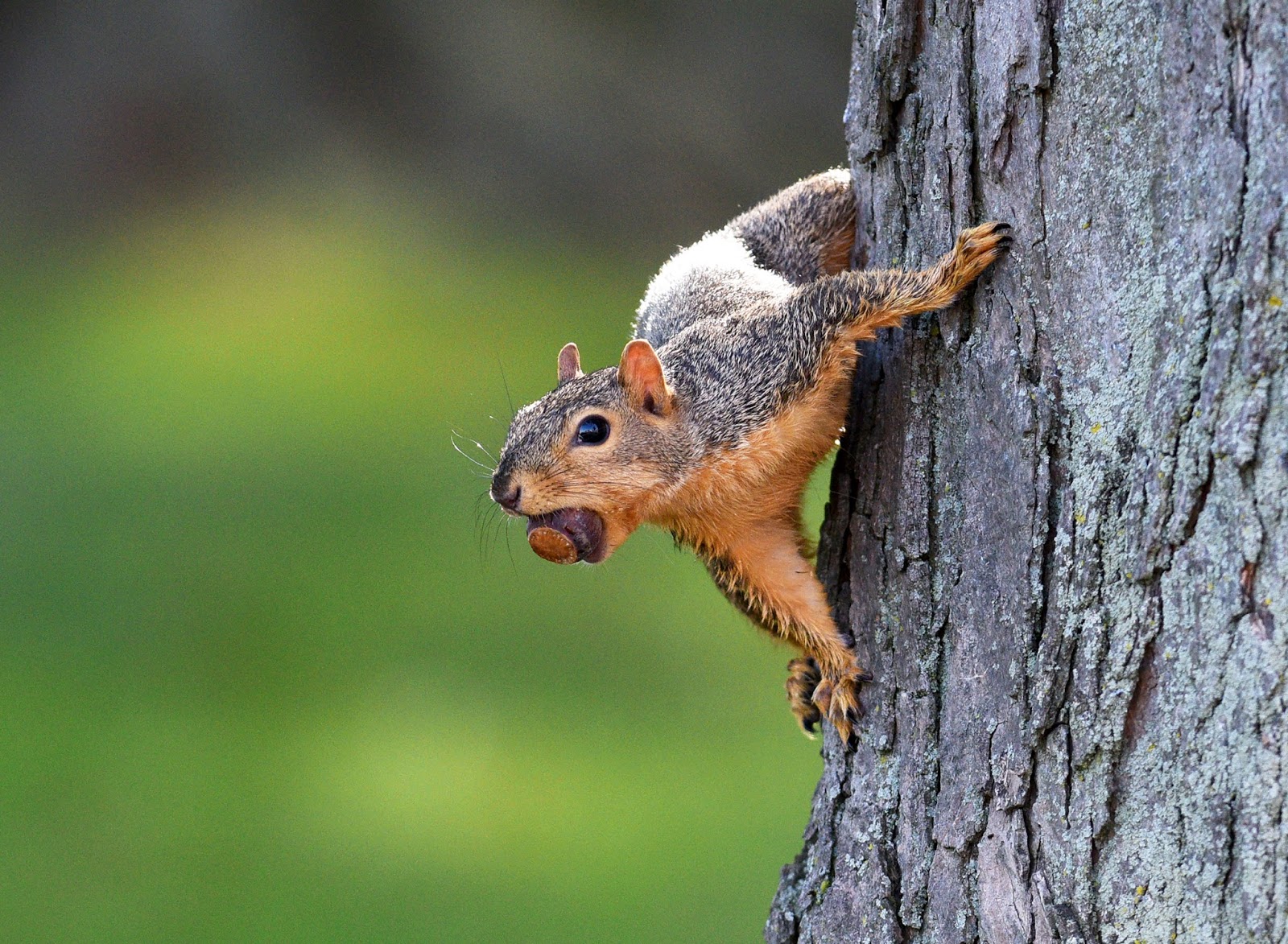 Behind the Lens Gathering Acorns