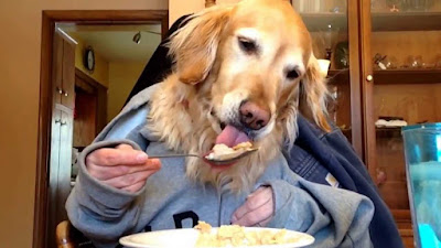 Dog Humor - Breakfast Blog Eating Cereal