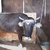 Τη γλίτωσε η αγελάδα που είχε καταδικαστεί σε θάνατο