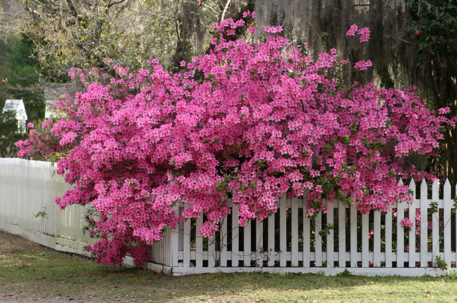 Urban Vintage Market: Azaleas in bloom in Summerville, SC