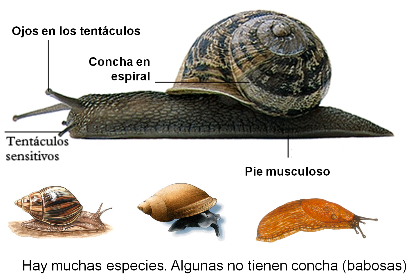 Moluscos ConCIENCIA Moluscos ConCIENCIA