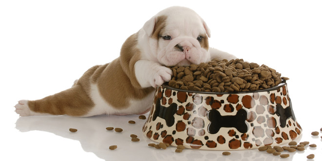 BIOLOGIJA: PREHRANA ŽIVOTINJA