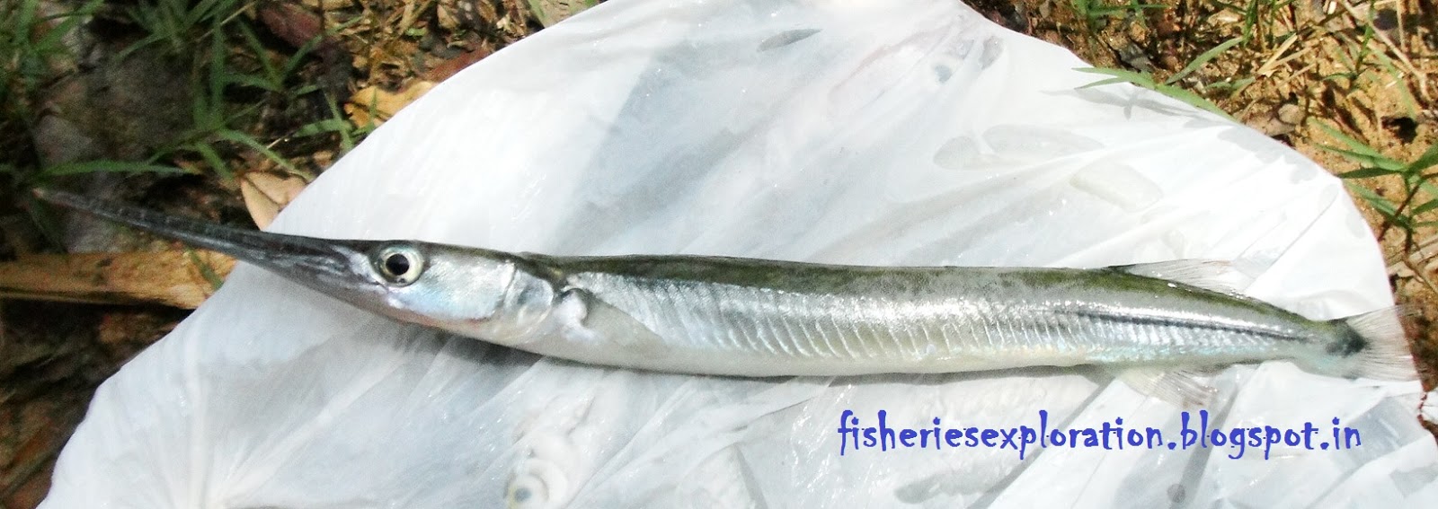 Fisheries Exploration & Conservation (Fishexcos): Fishes Sampled from ...