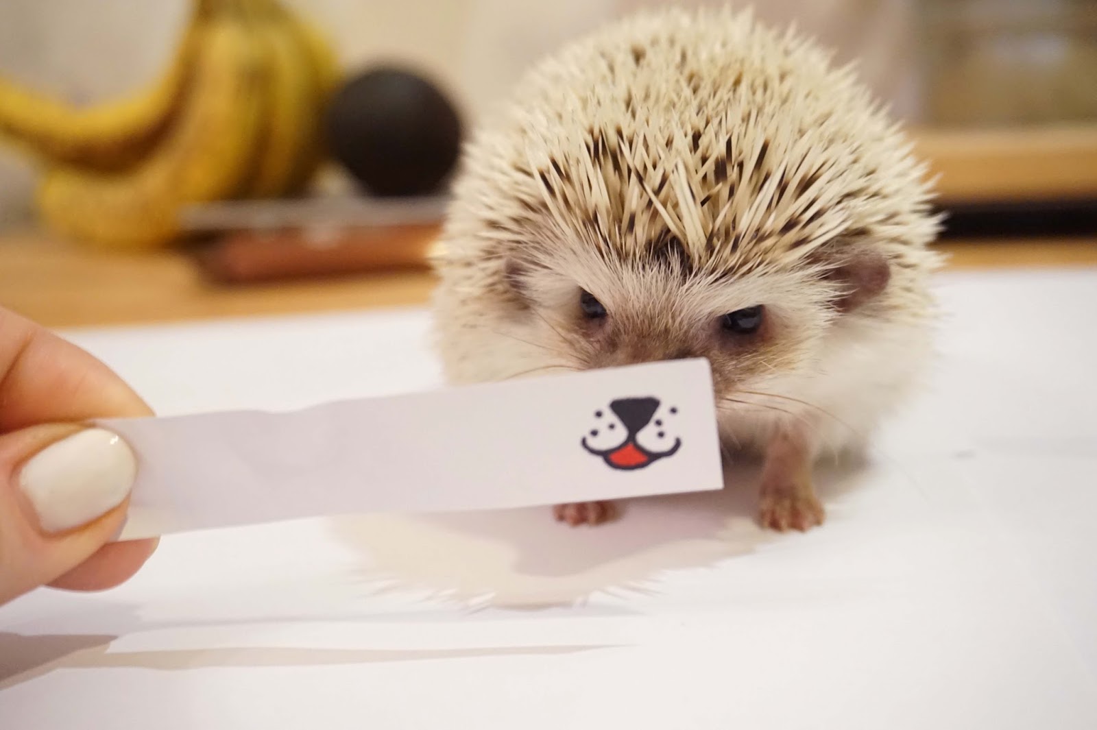An Honest Guide To Owning A Pet Pygmy Hedgehog Slurp Social