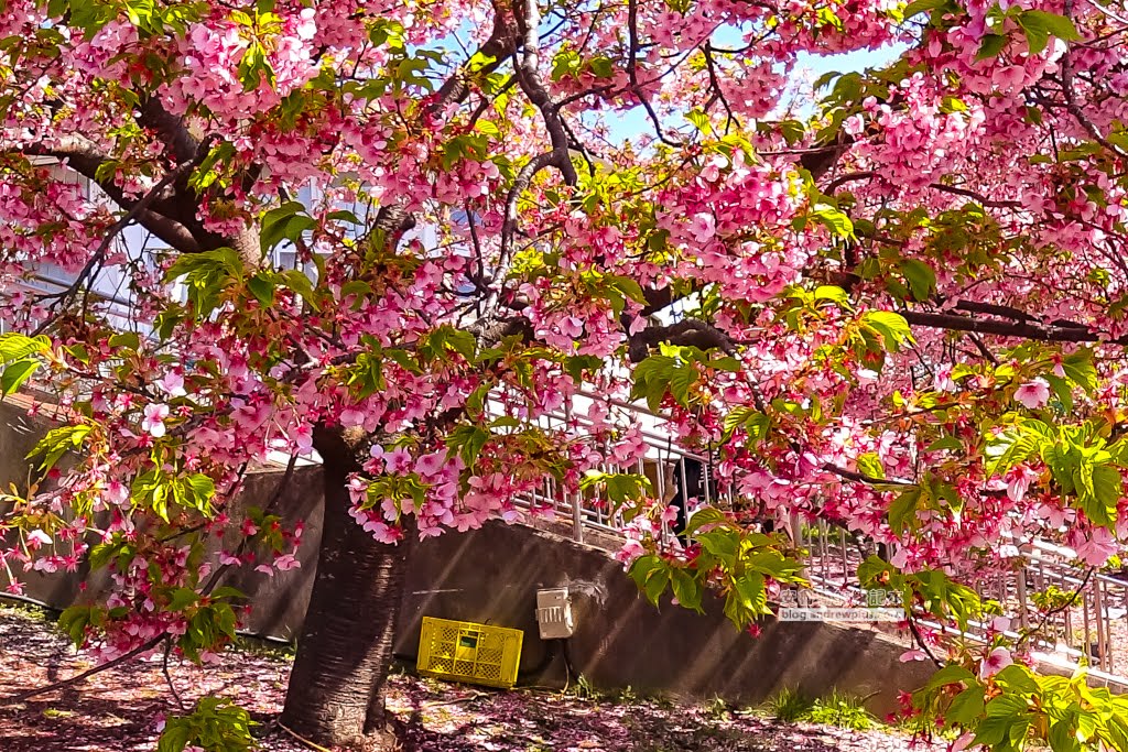 日本賞櫻,河津櫻,松田町賞櫻祭,河津櫻富士山,西平畑公園,