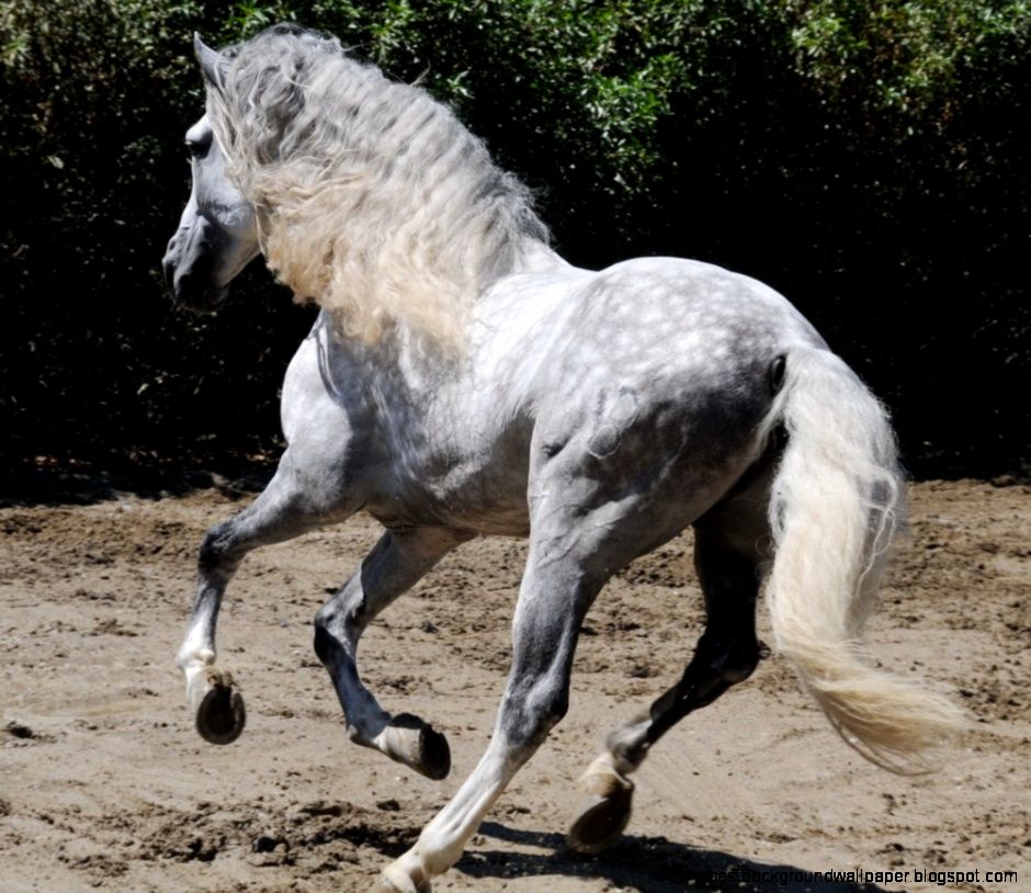 Dappled Grey Andalusian 2 wallpaper