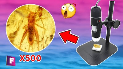 Minerales y Gemas bajo el microscopio #2 | un insecto prehistorico