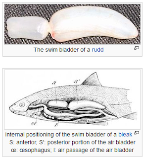 fishmaw-indonesia: Apa itu fish maw, hipio, Perut Ikan, swim bladder?