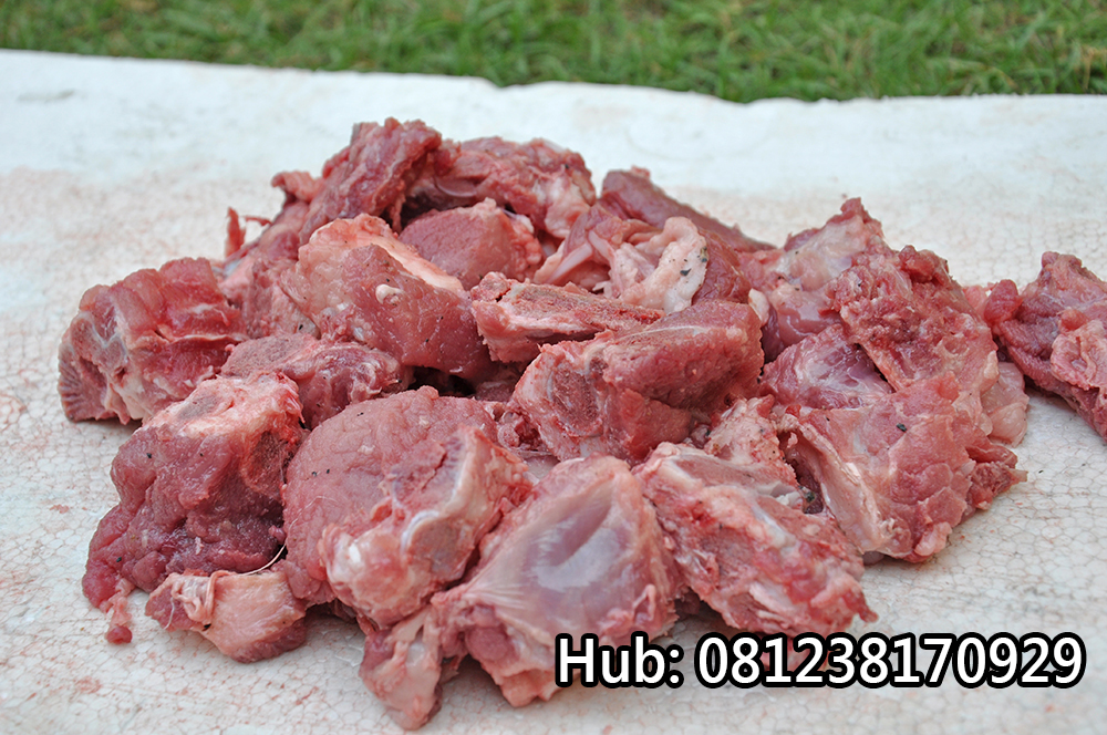 Distributor Iga Babi Supplier Pork Ribs