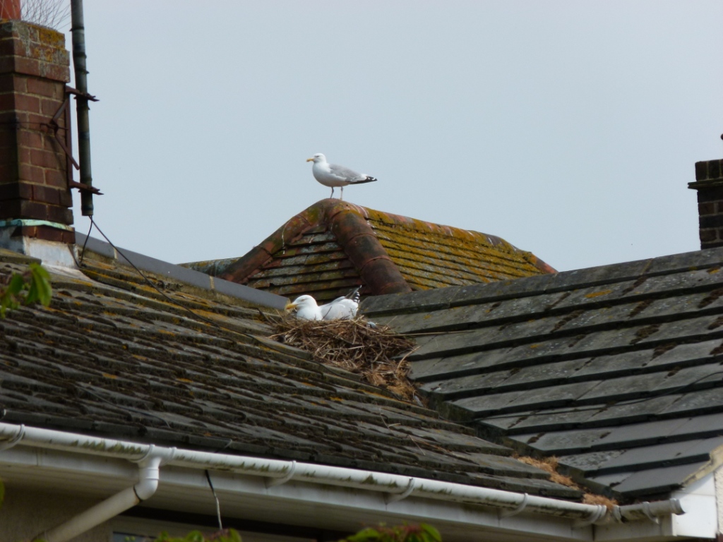 Urban Wildlife Jottings: Nesting herring gulls