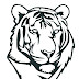Best Tiger Coloring Pages Photos
