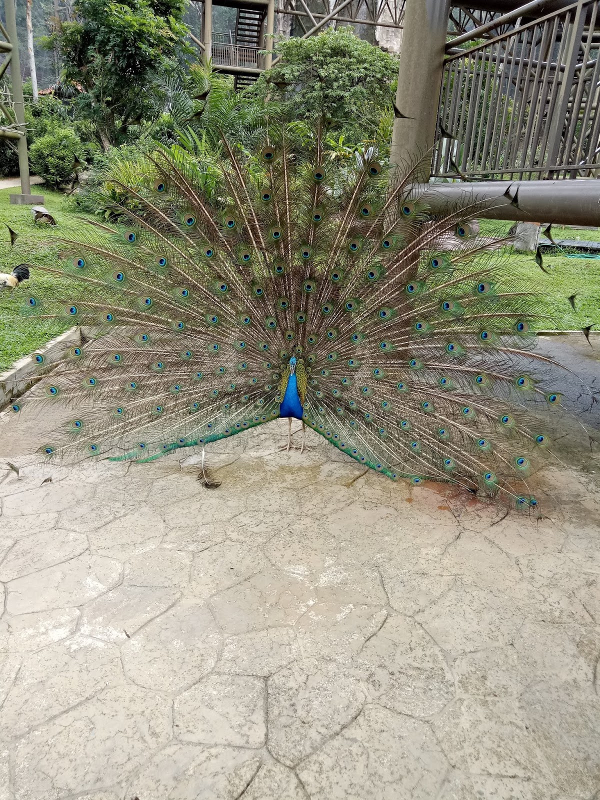 Burung melaka taman 30 Tempat