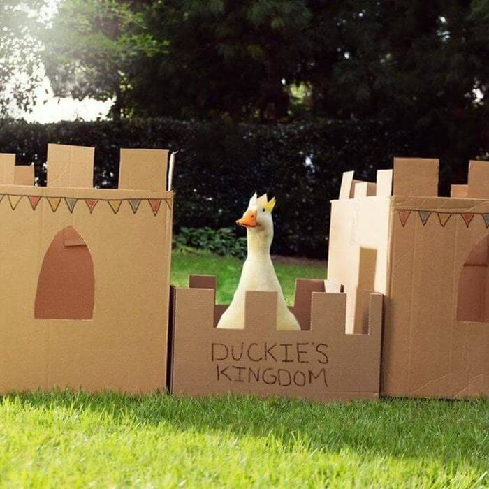 28 Incredibly Cute Pictures Every Duck Lover Will Fall For 28 Incredibly Cute Pictures Every Duck Lover Will Fall For