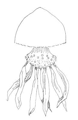ink drawing of a jellyfish