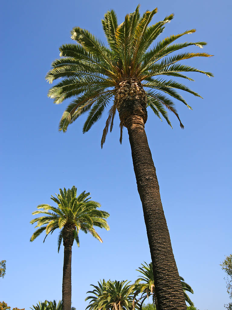 Palm Trees Pictures 12