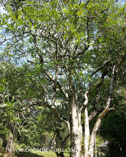 Cerbera odollam, Pong-pong, Suicide Tree, Yellow-Eyed Cerbera trunk