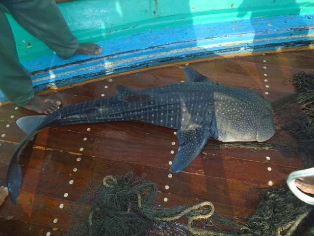 Khan Traders Fishmeal: Safe release of baby whale shark back into the