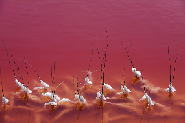 بحيرة في كامارغ في فرانسا تتحول إلى اللون الأحمر