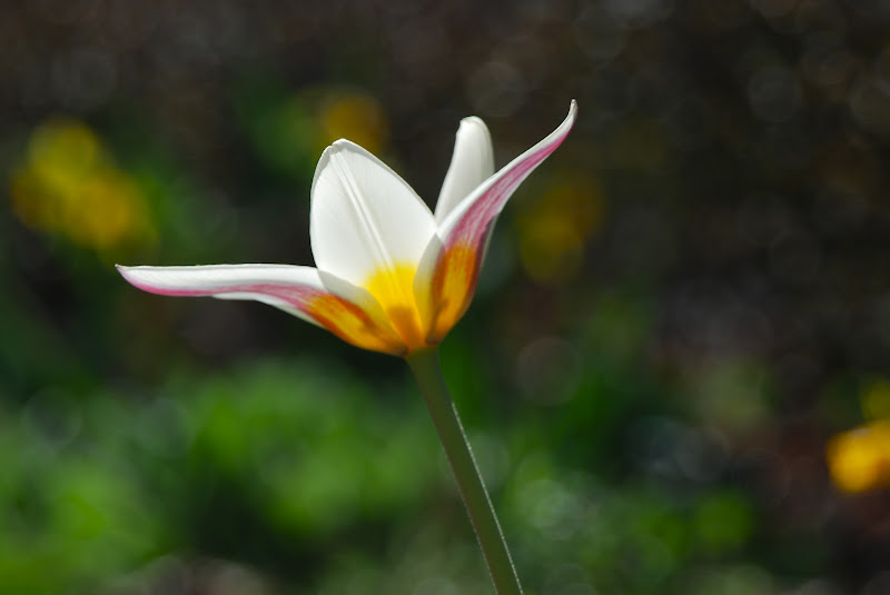 Wife, Mother, Gardener Tulip 'Ice Stick' in the Hill Garden