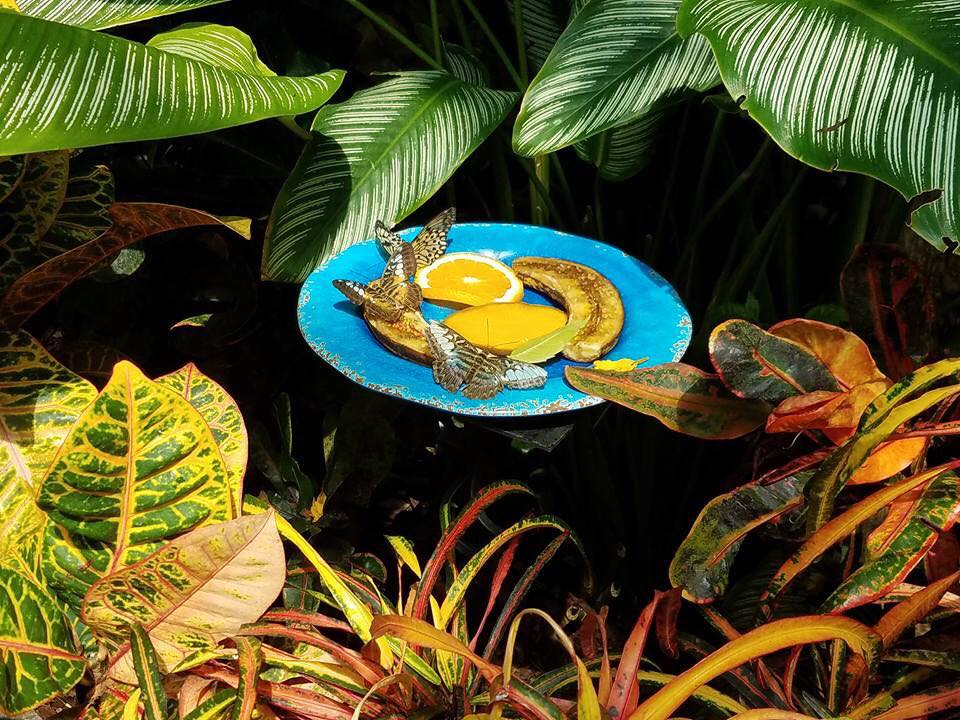 A Free Spirit's Bucket List 19 Visit A Butterfly Sanctuary