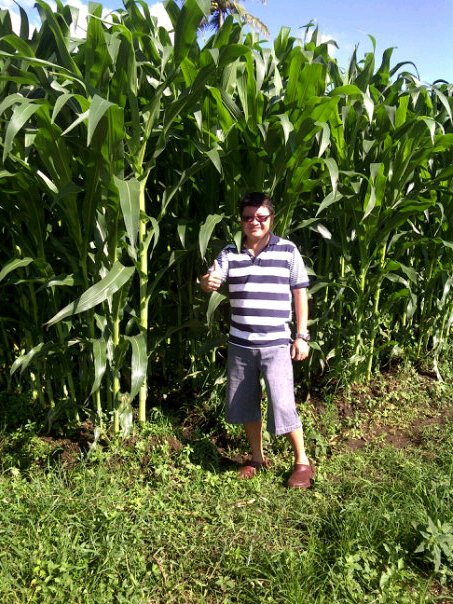 budidaya jagung untuk pakan ternak budidaya jagung untuk pakan ternak