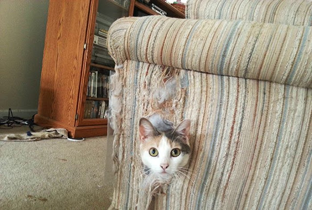 Любопытные коты