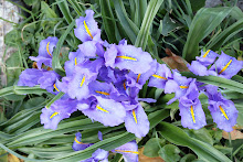 iris planifolia